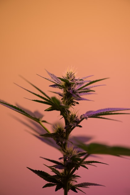 Exploring Cannabis Product Categories