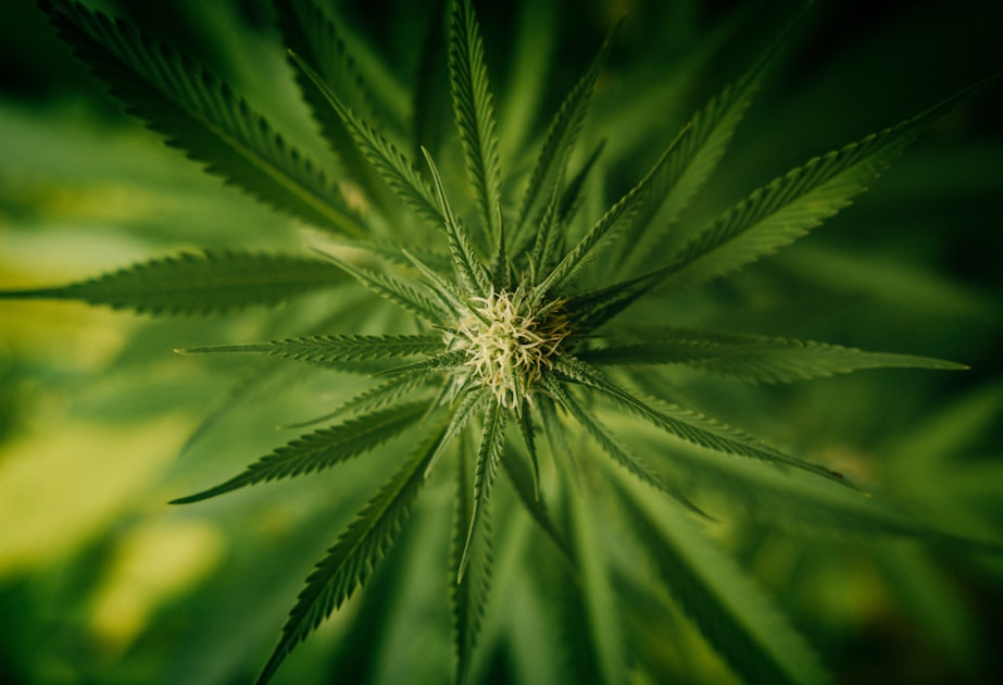 The Role of Terpenes in Cannabis