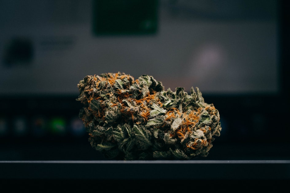Understanding Clean Cannabis Certifications